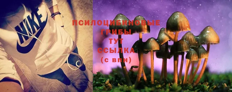 Псилоцибиновые грибы MAGIC MUSHROOMS  как найти наркотики  Грайворон 